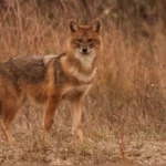 Lo Sciacallo Dorato: Nuovo Inquilino di Val Resia