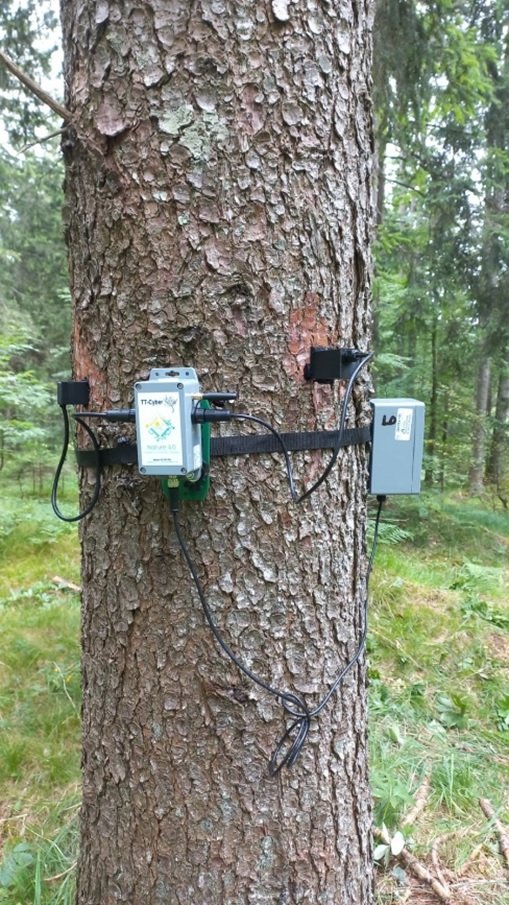 Monitoraggio in tempo reale delle foreste in Friuli: come funziona la rete dei TreeTalkers