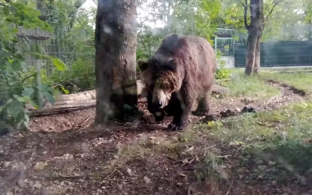 L'orsa Kj1 è stata uccisa dal Corpo Forestale