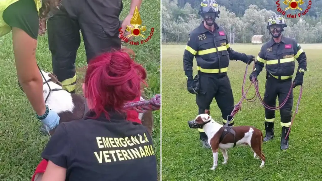 Ritrovato vivo anche il cane del sergente scomparso Joseph Miele