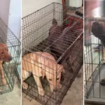 Vendevano cuccioli di Labrador sul web: sequestrato allevamento di cani abusivo