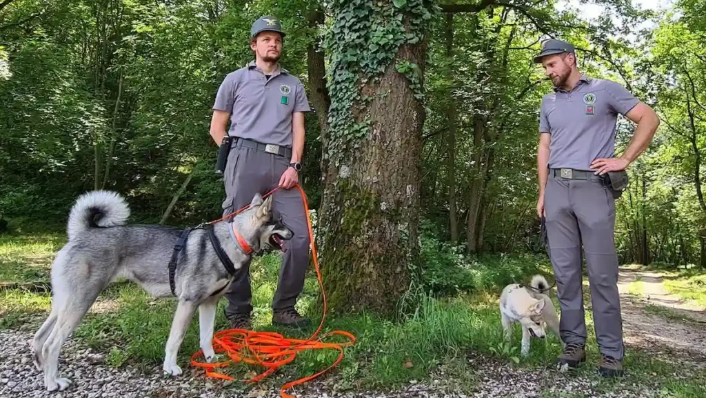 Due nuovi cani anti orso per la Forestale