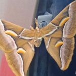 una falena gigante, scientificamente conosciuta come Samia Cynthia
