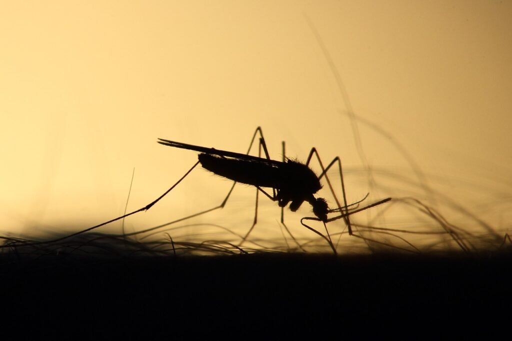 West Nile Virus a Nordest