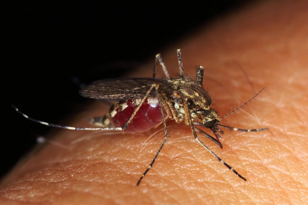 West Nile Virus a Nordest