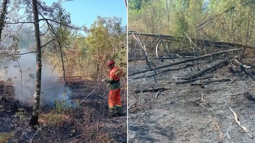 Brucia una pineta a Tolmezzo