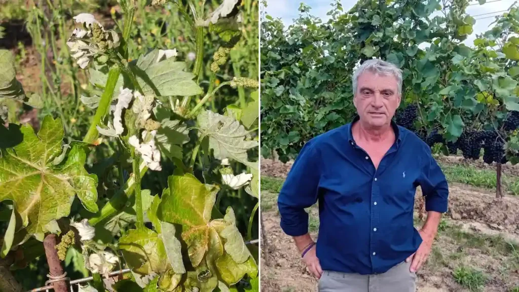 Maltempo a Maserada: alberi e vigneti distrutti dal vento e dalla grandine