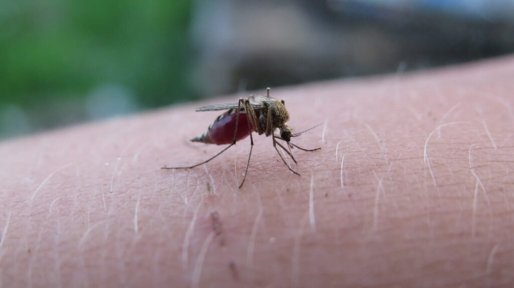 West Nile Virus a Nordest