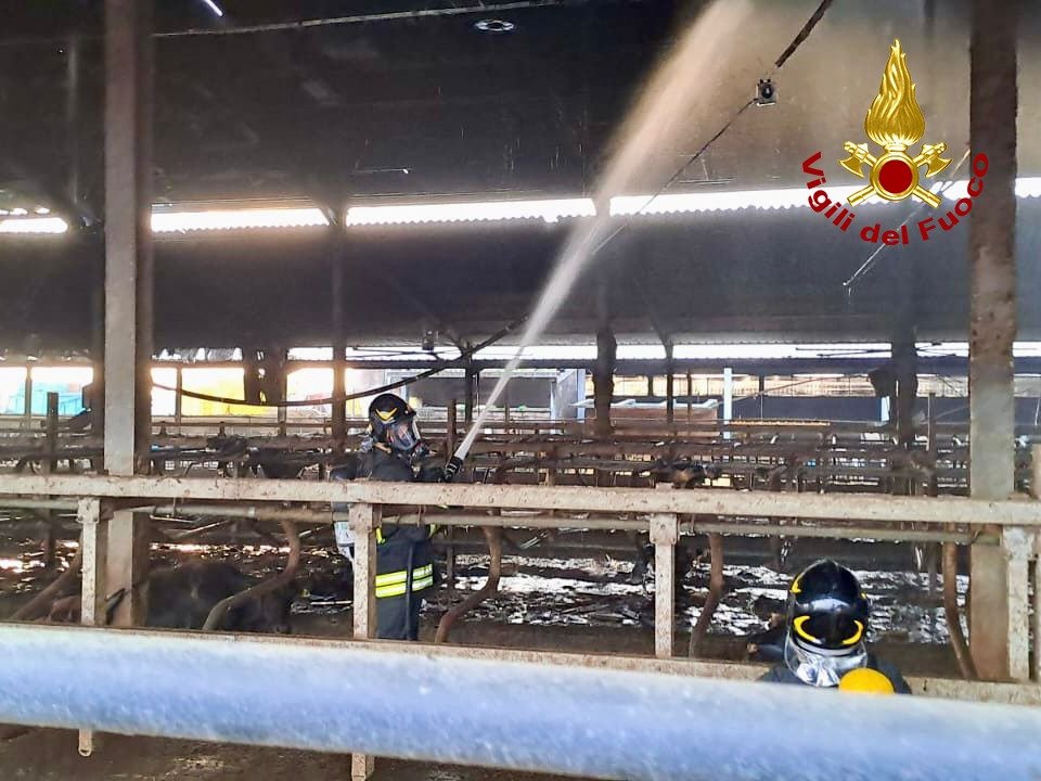 Limena, incendio in un'azienda agricola: morti diversi bovini