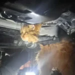 Azzano Decimo, gatto incastrato nel motore di un'auto