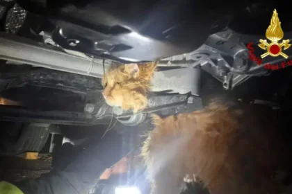 Azzano Decimo, gatto incastrato nel motore di un'auto