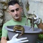 Rospi e fauna selvatica intrappolati dalle infrastrutture