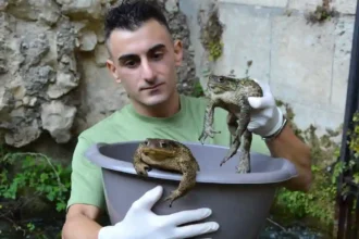 Rospi e fauna selvatica intrappolati dalle infrastrutture