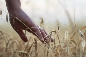 Soluzioni innovative per l'agricoltura