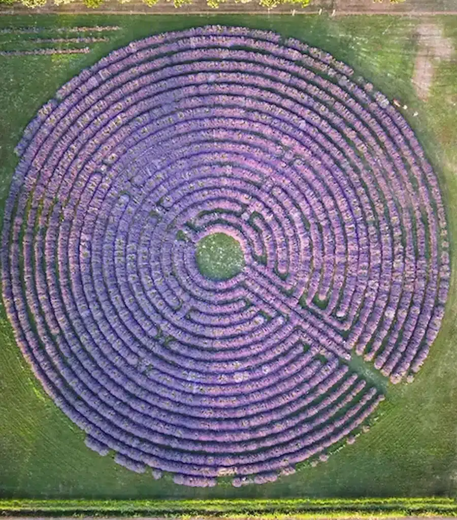 labirinto di lavanda più grande d'Italia