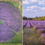 il labirinto di lavanda più grande d'Italia