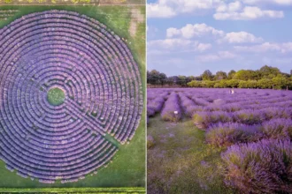 il labirinto di lavanda più grande d'Italia